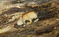 Trichocybe