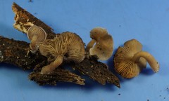 Trichocybe
