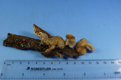 Trichocybe