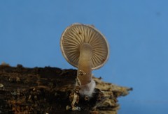 Trichocybe