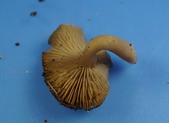 Trichocybe
