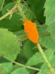Phragmidium mucronatum