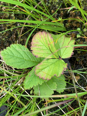 Rubus arcticus