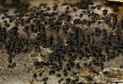 Anteaglonium parvulum