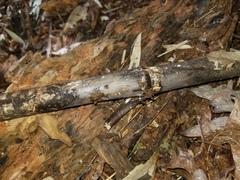 Anteaglonium parvulum