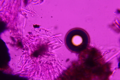 Anteaglonium parvulum
