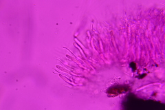 Anteaglonium parvulum
