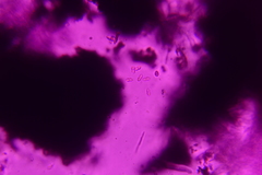 Anteaglonium parvulum