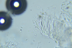 Anteaglonium parvulum