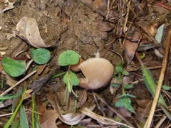 Psathyrella incerta