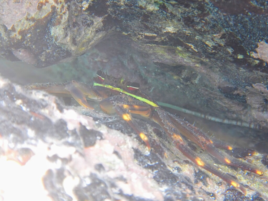 flat rock crab