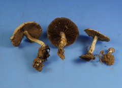 Psathyrella incerta