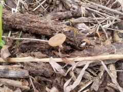 Psathyrella incerta