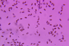 Psathyrella incerta