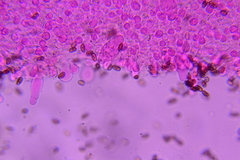Psathyrella incerta