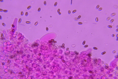 Psathyrella incerta