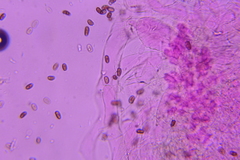 Psathyrella incerta