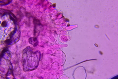 Psathyrella incerta