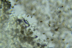 Psathyrella incerta