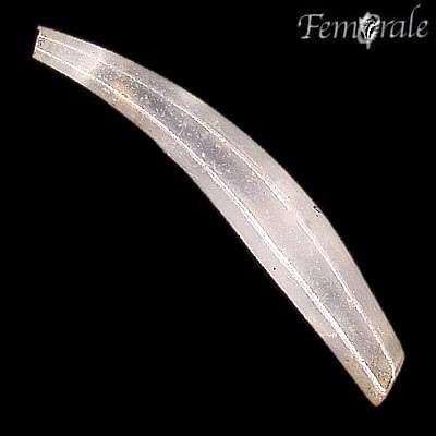 Representative image of Gadilidae