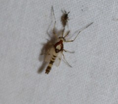 Coelotanypus tricolor