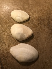 Rexithaerus indentata