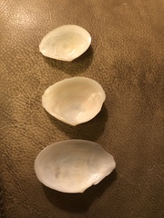 Rexithaerus indentata