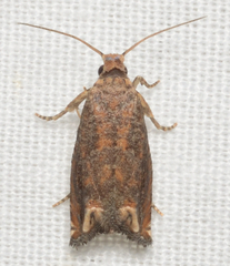 Epiblema abruptana