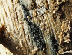 Claussenomyces olivaceus