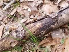 Claussenomyces olivaceus