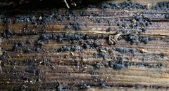 Claussenomyces olivaceus