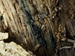 Claussenomyces olivaceus