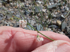 Eriogonum deflexum