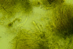 Claussenomyces olivaceus