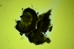 Claussenomyces olivaceus