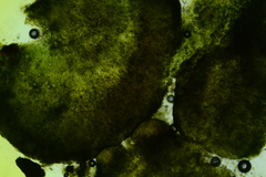 Claussenomyces olivaceus