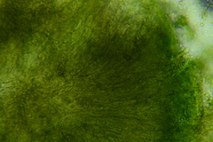 Claussenomyces olivaceus