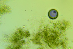 Claussenomyces olivaceus