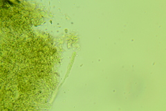 Claussenomyces olivaceus