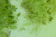 Claussenomyces olivaceus
