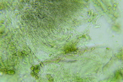 Claussenomyces olivaceus