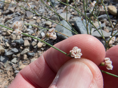 Eriogonum deflexum