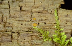 Sphaerosporium lignatile