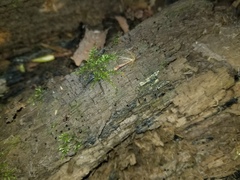 Sphaerosporium lignatile