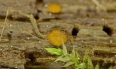 Sphaerosporium lignatile