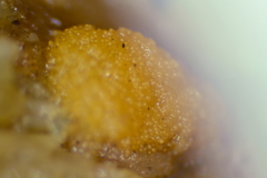 Sphaerosporium lignatile