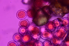 Sphaerosporium lignatile