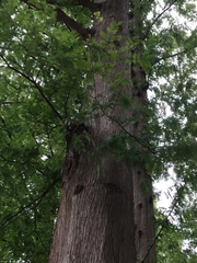 Metasequoia glyptostroboides