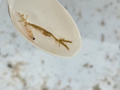 Metacaprella kennerlyi