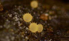 Lasiobolus intermedius